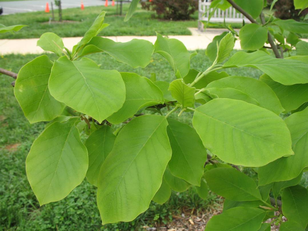 Why Do Magnolia Trees Leaves Turn Yellow at Travis Sanchez blog